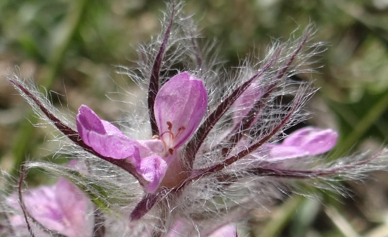 Stachys lavandulifolia--Iraq. Kurdistan. Shakh-i-Pira Magrun. 25 May 2013. DSC05267 (98).JPG