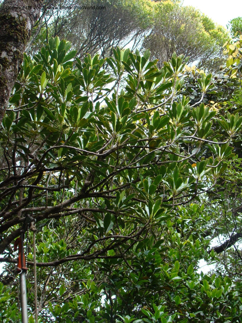 Zygogynum, JMunzinger4868--New Caledonia. Plateau de Dogny. 19 Nov 07. 447.jpg