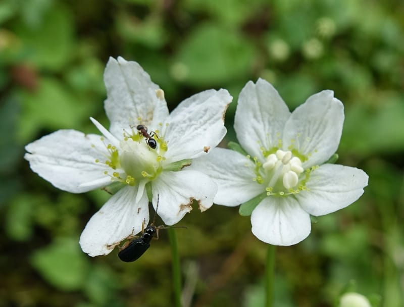 Parnassia palustris, Tseng Yu-Hsin 1316--Taiwan. SW of Nanshan on highway 7. 20 May 2016. DSC03339 (5).JPG