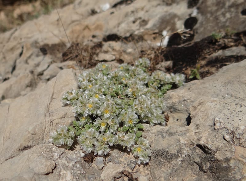 Paronychia kurdica--Iraq. Kurdistan. Shakh-i-Pira Magrun. 24 May 2013. DSC05074 (116).JPG