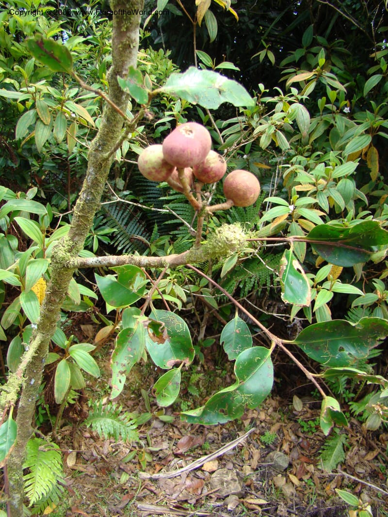 Piliocalyx, JMunzinger4794--New Caledonia. Aoupinie. 15 Nov 07. 154.jpg
