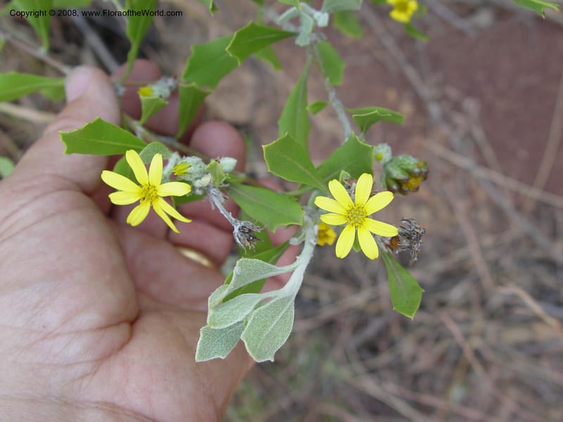 Chrysanthemoides monilifera ssp. canescens--So. Africa. Drakensb. Mts. Royal Nat. Res. Thendele. 6 Oct 03. 100.jpg