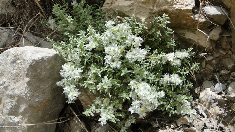 Paronychia kurdica, A. G. Miller 120.6--Iraq. Kurdistan. Shakh-i Pira Magun. 9 June 2010. 265 (20).jpg
