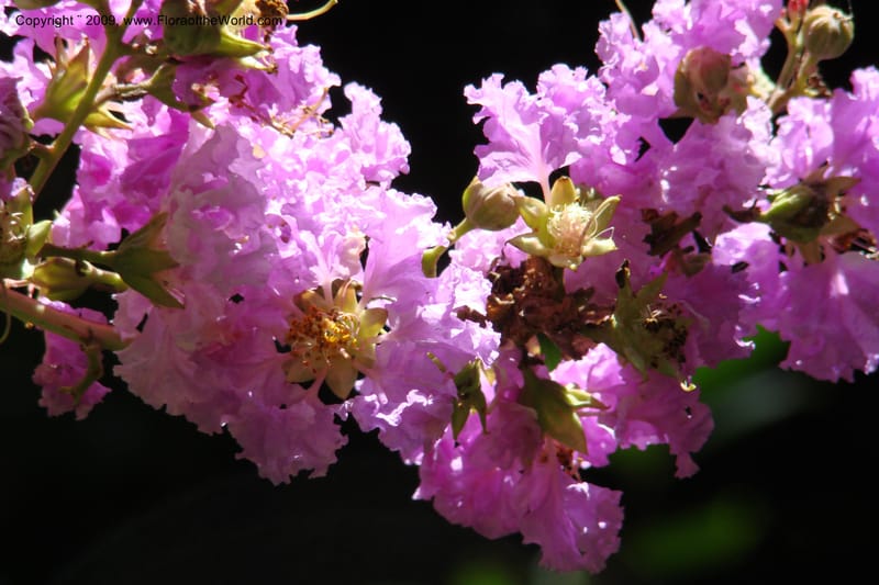 Lagerstroemia mathewsii--South Africa. Durban Botanical Garden. 30 Jan 09. 135.jpg