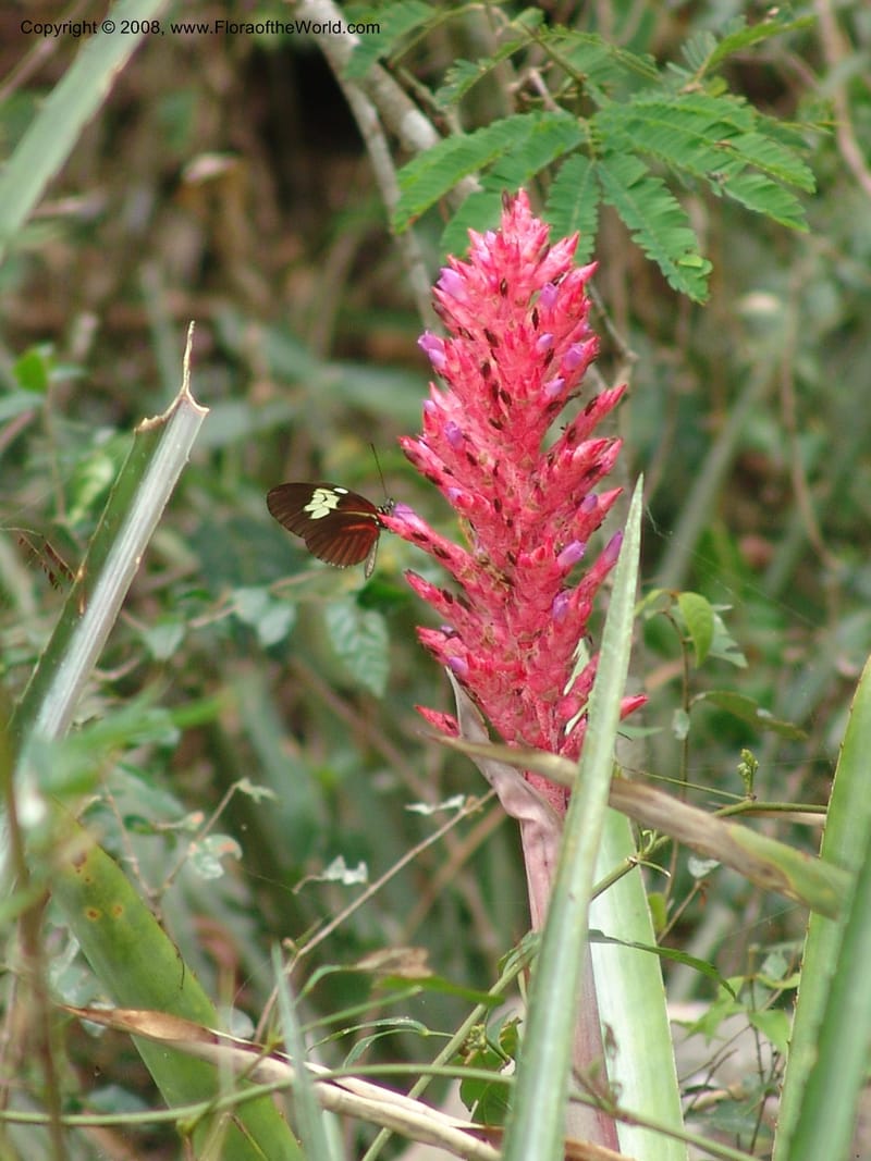 Aechmea distichantha, AAraujoM2910--Bolivia. F. Tamayo. W of Apolo. Rio Machariapu. 17 Sep 06. 241.jpg