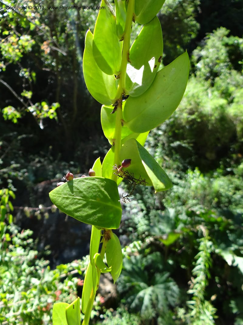 Griselinia scandens, WDS 34067--Chile. Reserva Tanume. 14 Feb 2013. DSC00747 (100).JPG