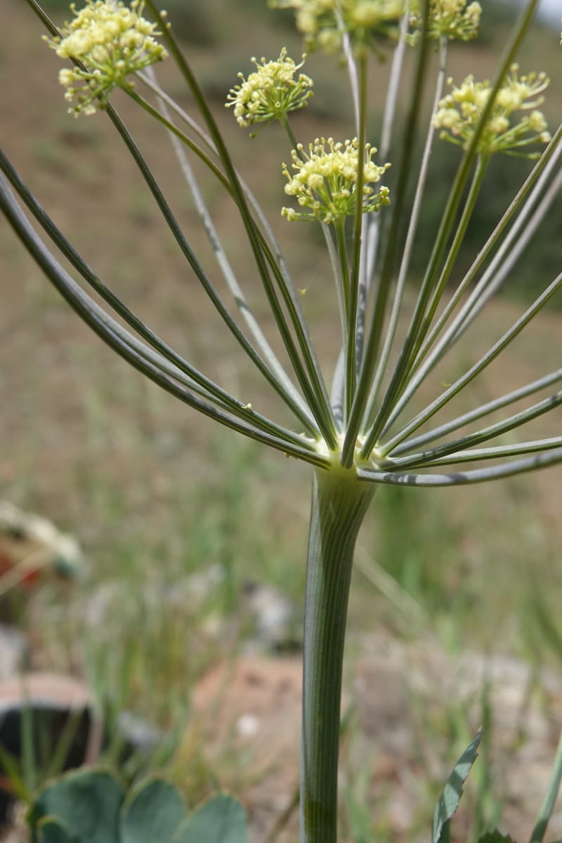 Lomatium nudicaule, C. Davidson 13561--ID. Blaine Co. Rock Creek Preserve. TNC. 14 May 2017. DSC00477 (62).JPG