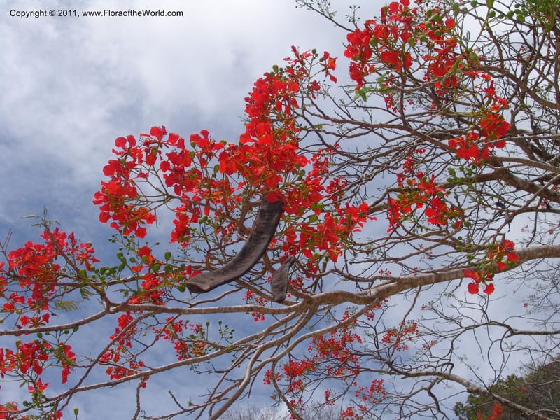 Delonix regia , not coll.--Madag. Antsir. Nosy Be. Lokobe Forest. 15 Nov 06. 062 (3).jpg