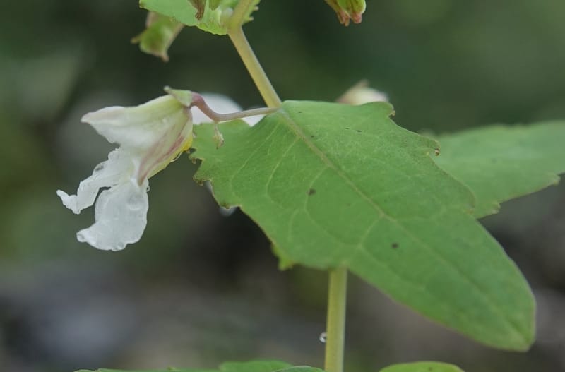 Impatiens apsotis, C. Davidson 13746--China. Yunnan. Tianbao Shan. 10 Aug 2017.  (189).JPG