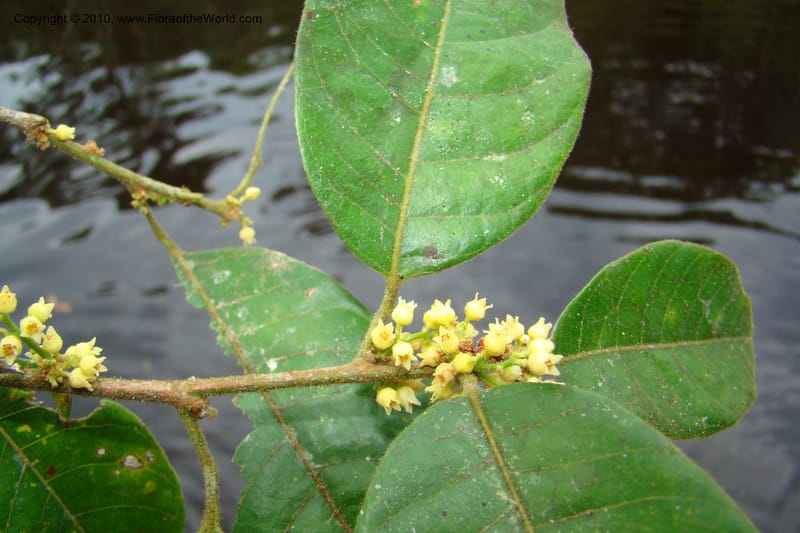 Protium, RVasquez34858--Peru. Loreto. Dist. Nauta. Qbda Nawapa, Rio Tigre. 11 Nov 08. 367.jpg