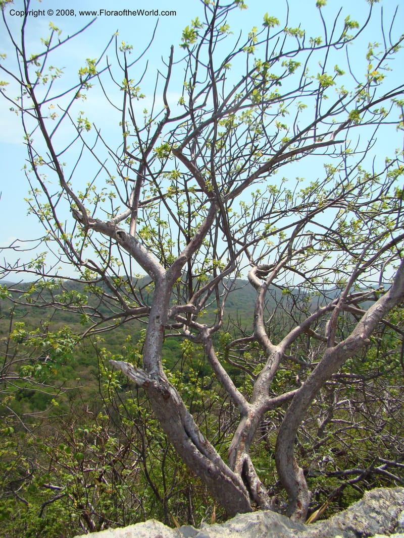Bursera graveolens--Costa Rica. Guanac. Palo Verde Biol. Sta. 6-7 Apr 08. 099.jpg