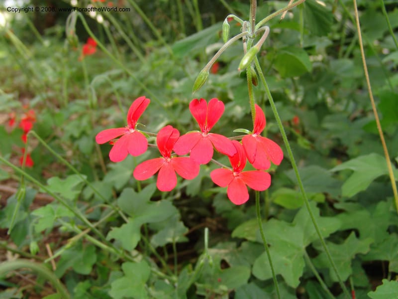 Pelargonium tongaense-- So. Africa. Lowveld Nat. Bot. Gard. 14 Mch 05. 037.jpg