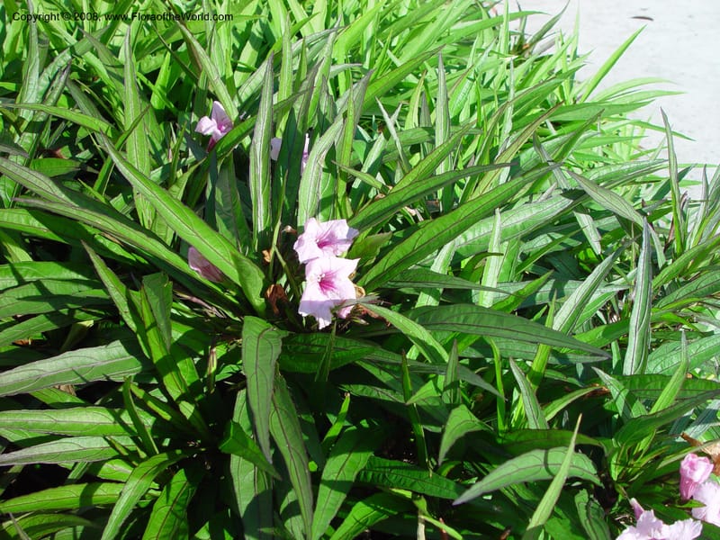 Ruellia tweedyi--FL. Miami-Dade Co. Hotel, Florida City. 15 Jan 03. 003.jpg