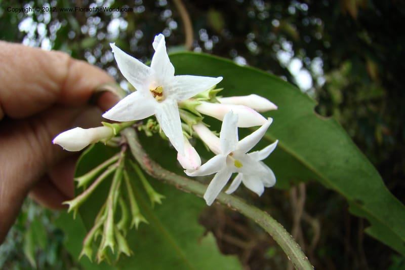 Jasminum, Regalado 1631--Viet Nam. Lao Cai Prov. Sa Pa Distr. 2 km NW Thac Bac. 5 Apr 09 086.jpg