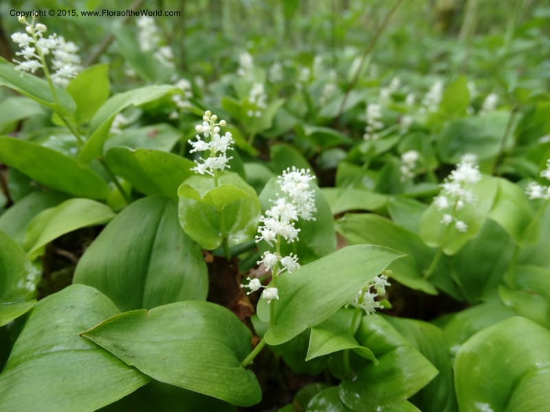 Maianthemum canadense, Davidson, C 13064--North Carolina. Haywood Co. Grassy Ridge Mine Overlook. 21 May 2015. DSC06988 (4).JPG