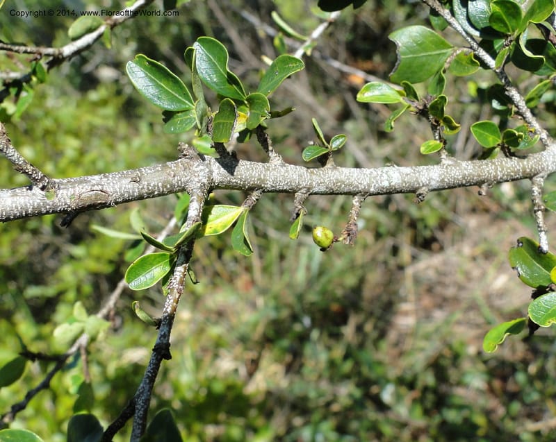 Erythroxylum cuneifolium, Stevens, W.D. 31055, Cerro Cora, 15 Mar 2011 1262 (7).JPG