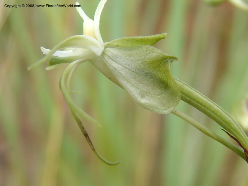 Habenaria--So.Africa. Mpumal. Moodie Mts.  18 Mch 05. 132.jpg