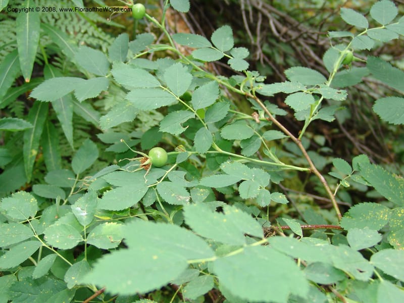 Rosa nutkana--ID. Valley Co. Sylvan Beach, Payette Lake. 16 Aug 05. 256.jpg
