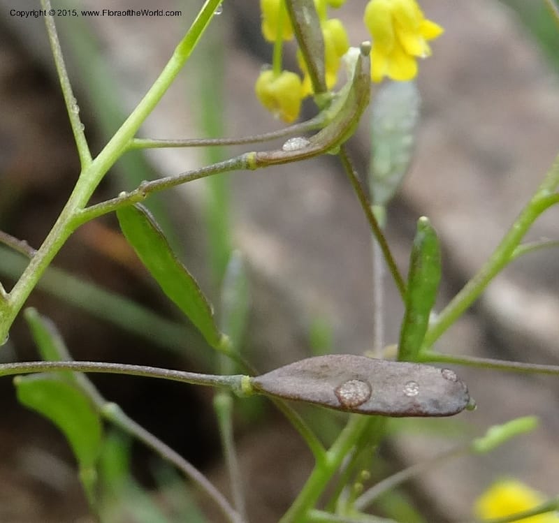 Draba hispida, Davidson, C 12492--Georgia (Caucasus). Koslitavi, branch of Merisi Gorge. 11 Jun 2014. DSC08456 (150).JPG