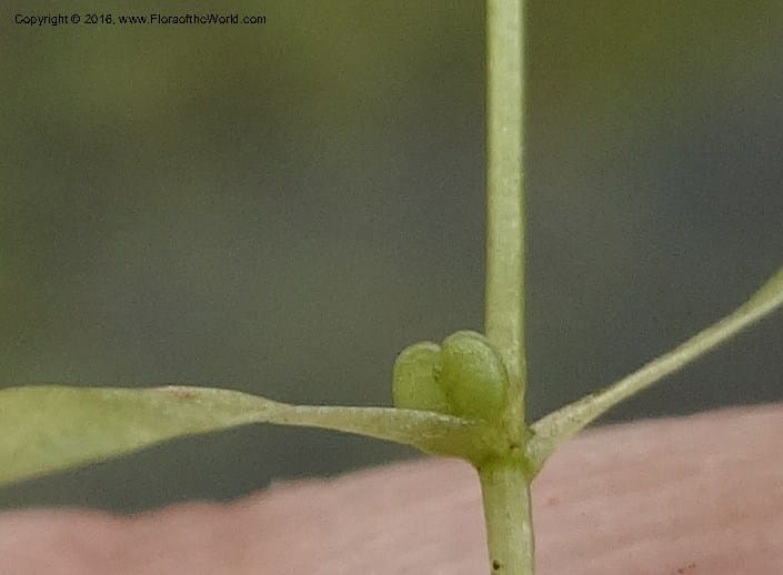 Callitriche, Ulloa, C 2479--Ecuador. Mojanda. 22 Apr 2015. DSC02267 (168).JPG