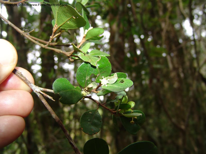 Croton nitidulum vel aff., RRanaivojaona1318--Madag. Prov. Fianar. Ranomafana Nat. Pk. 10 Jan 06. 278.jpg