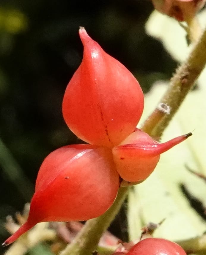 Tetracera, C. Davidson 13922--Gabon. Rd betw Kinguele and Makaban. 30 Oct 2018. DSC00492 (128).JPG