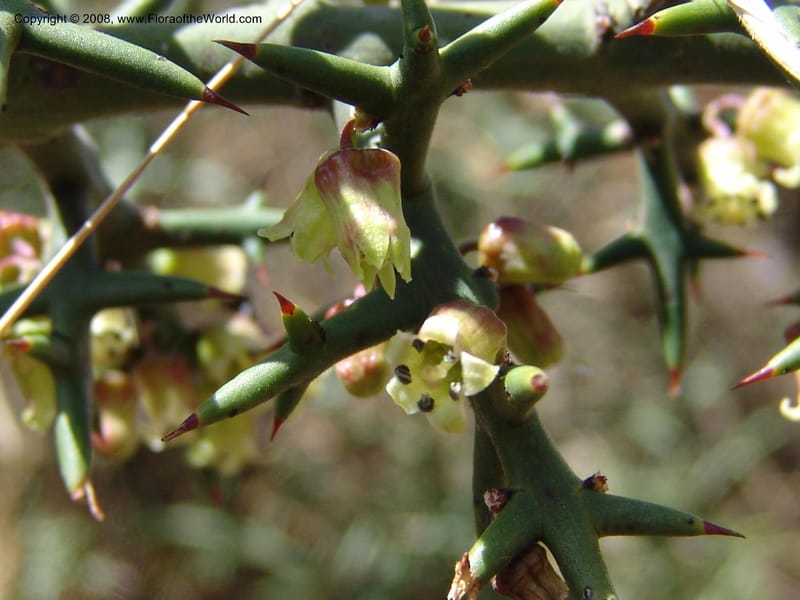 Colletia spinosissima--Peru. Pisaq. 22 Oct 07. 022.jpg