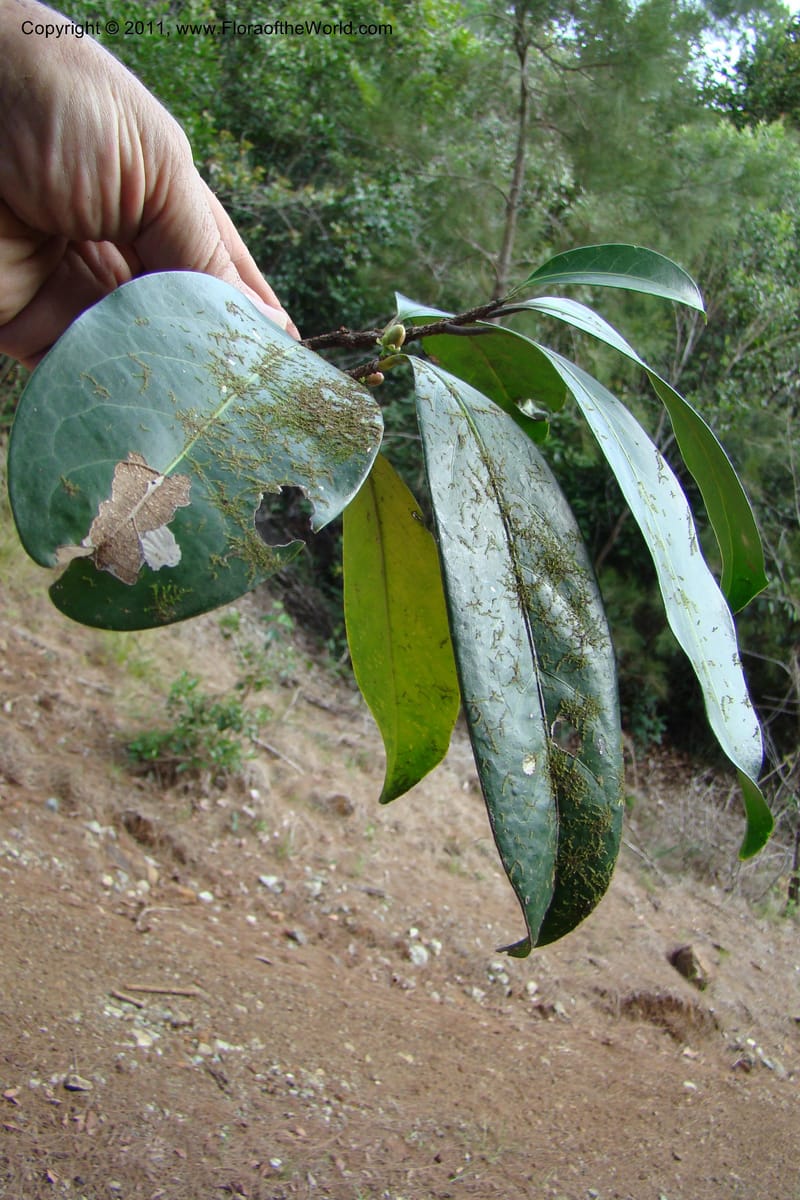 Casearia, M. Callmander 782--New Caledonia. Upper Tene River Valley. 19 Jan 2010. 504 (94).jpg