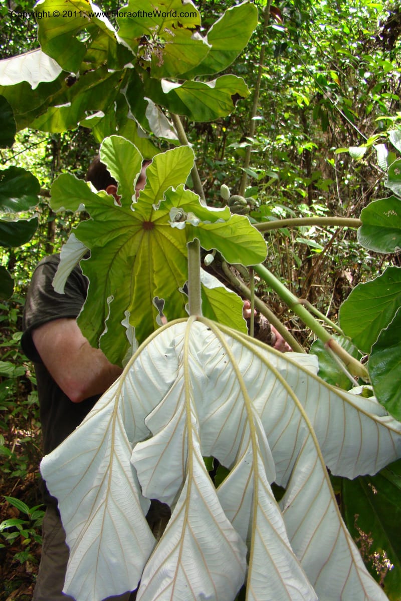 Cecropia peltata, Phillipson 6117--Madagascar. Prov. Fianarantsoa. Manombo Nat. Park. 13 Jan 09. 077 (35).jpg