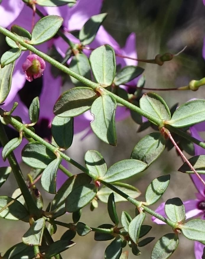 Tetratheca hirsuta subsp. viminea, Davidson, C 13375--Australia. W.A. Koondoola Bushland. 22 Oct 2016. DSC03457 (156).JPG