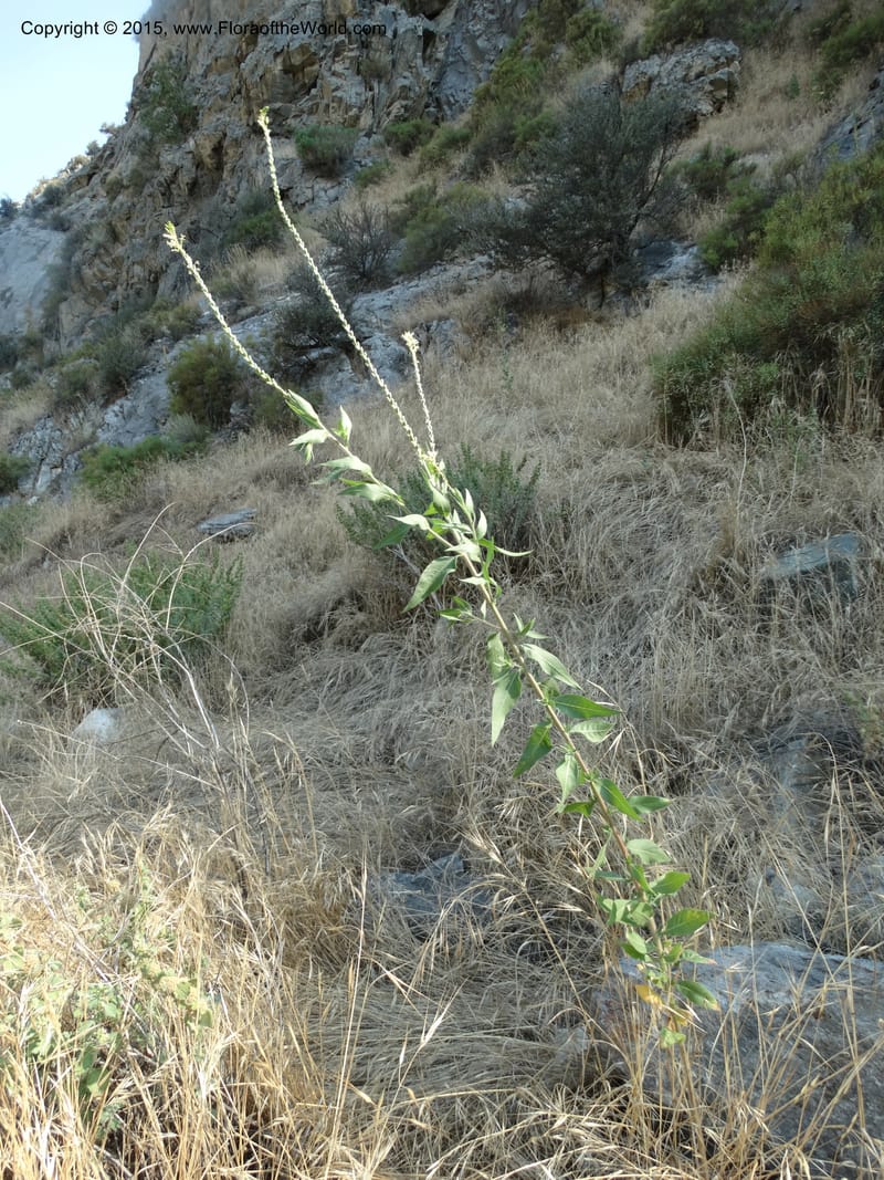 Gaura parviflora, Davidson, C 12604--ID. Idaho Co. North of Riggins. 16 Jul 2014. DSC00589 (13).JPG