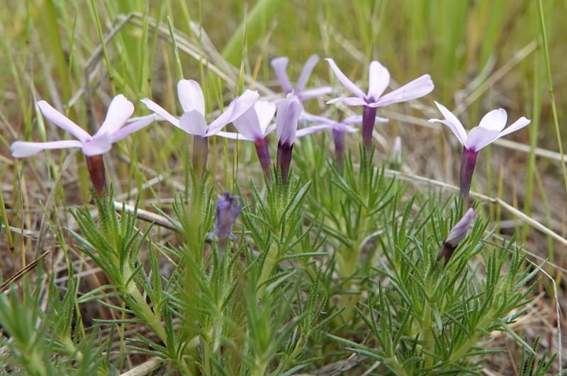 Phlox condensata, C. Davidson 13762--Oregon. Wallowa Co. Zumwalt.Trail Cr. Rd. 4 Jun 2018. DSC04078 (524).JPG