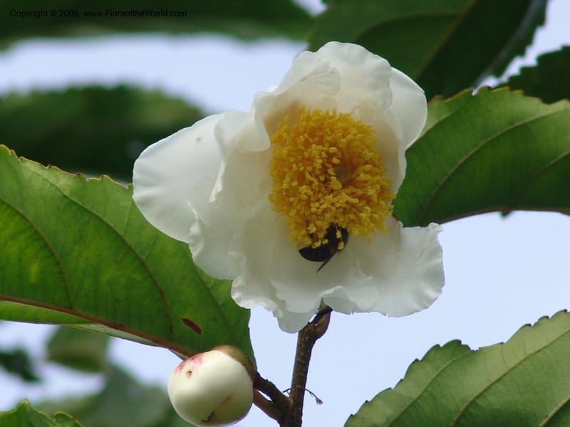 Oncoba spinosa--Kenya. Brooks Bond Tea Estate, Kericho. 10 Jul 04. 196.jpg