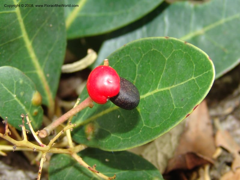 Apodytes abbottii--So.Africa. E. Cape. Umtamvuna Nat. Res. 11 Mch 05. 360.jpg