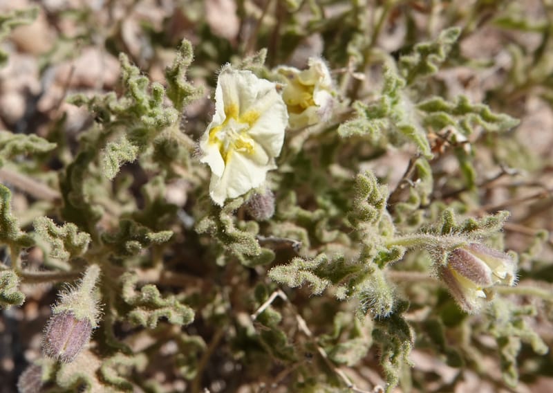 Chamaesaracha sordida, C. Davidson 13996--AZ. Cochise Co. Geronimo Trail Rd. 10 Apr 2019. DSC07357 (46).JPG