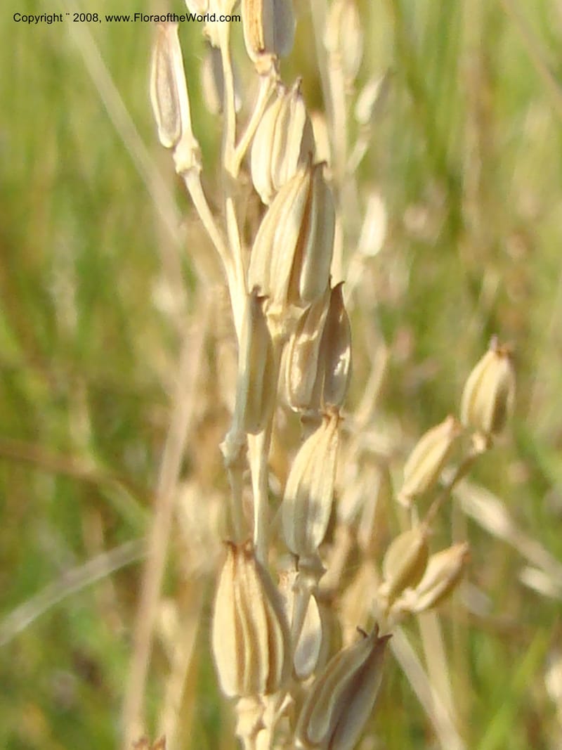 OR. Malheur Co. 10 km W of Rome on Hwy 95. 16 Jul 08. 022.jpg