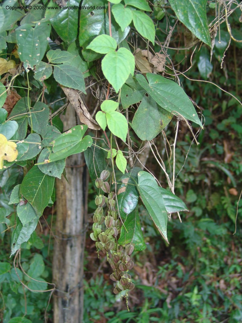 Dioscorea, N.Martinez589--MX. Chiapas.  Camino Finca Prusia a Queretaro. 12 Nov 04. 035.jpg