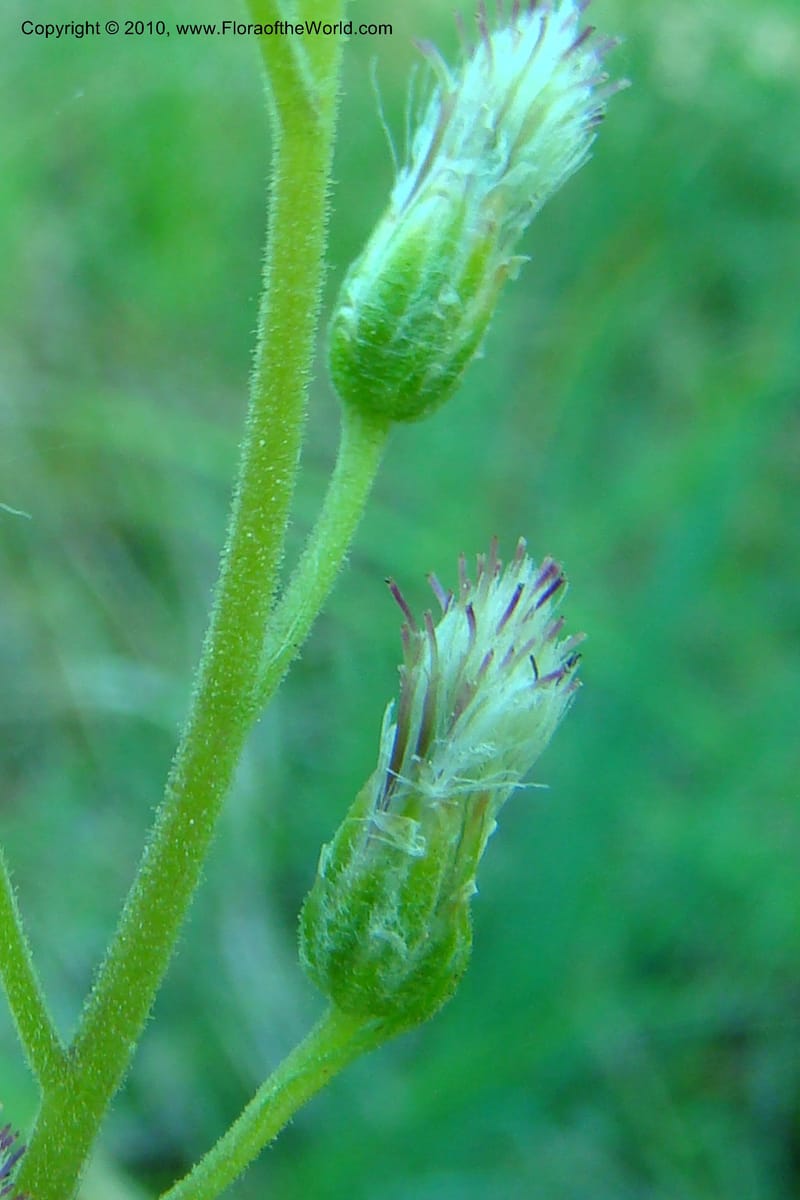 Antennaria racemosa, C. Davidson 11373--Idaho. Idaho Co. Salmon River. Polly Bemis Ranch. 27 May 2009. 103.jpg