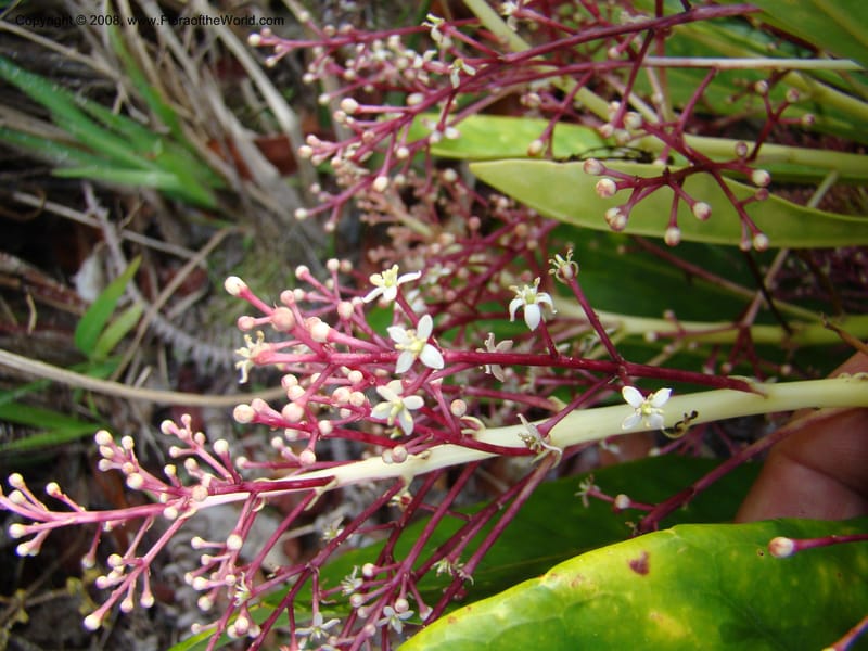 Phelline, GBarriera131107-21--New Caledonia. Mandjelia. 13 Nov 07. 235.jpg