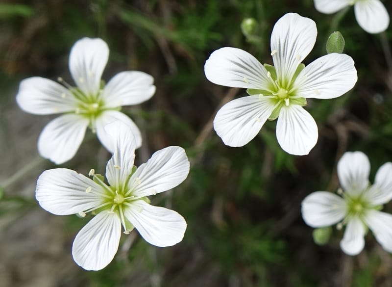 Minuartia laricifolia, Callmander, M 1295-- Switzerland. Hwy 9 to Simplon. Ganterbrucke. 2 Jul 2016. DSC08156 (199).JPG