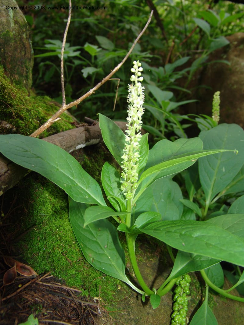 Phytolacca--So.Africa. KZN. Midl. Meand. Granny Mouse. 13 Mch 05. 126.jpg