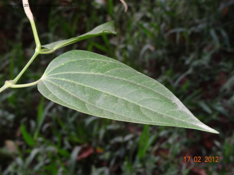 Piper sp. unk., Martinez-Melendez, M 428--Mexico, Chiapas, Palenque-Ocosingo 17 Feb 2012  3251 (8).JPG