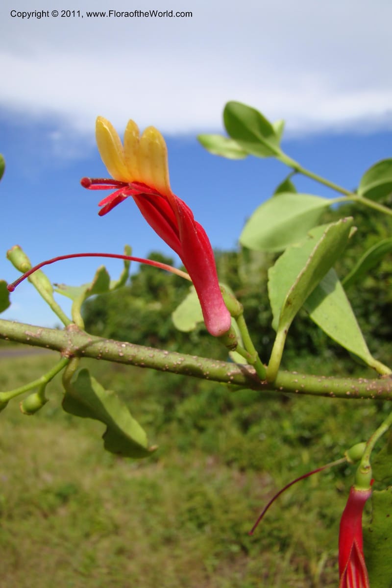 Bakerella clavata, Razafindraibe 212--Madagascar. Prov. Fianarantsoa. RN 12. 14 Jan 09. 257 (1).jpg
