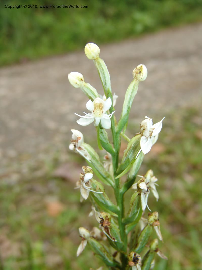Habenaria, Croat 96282--Ecuador. Prov. Pichincha. La Union-Chiriboga-Quito. 22 Mar 06. 180 (8).jpg