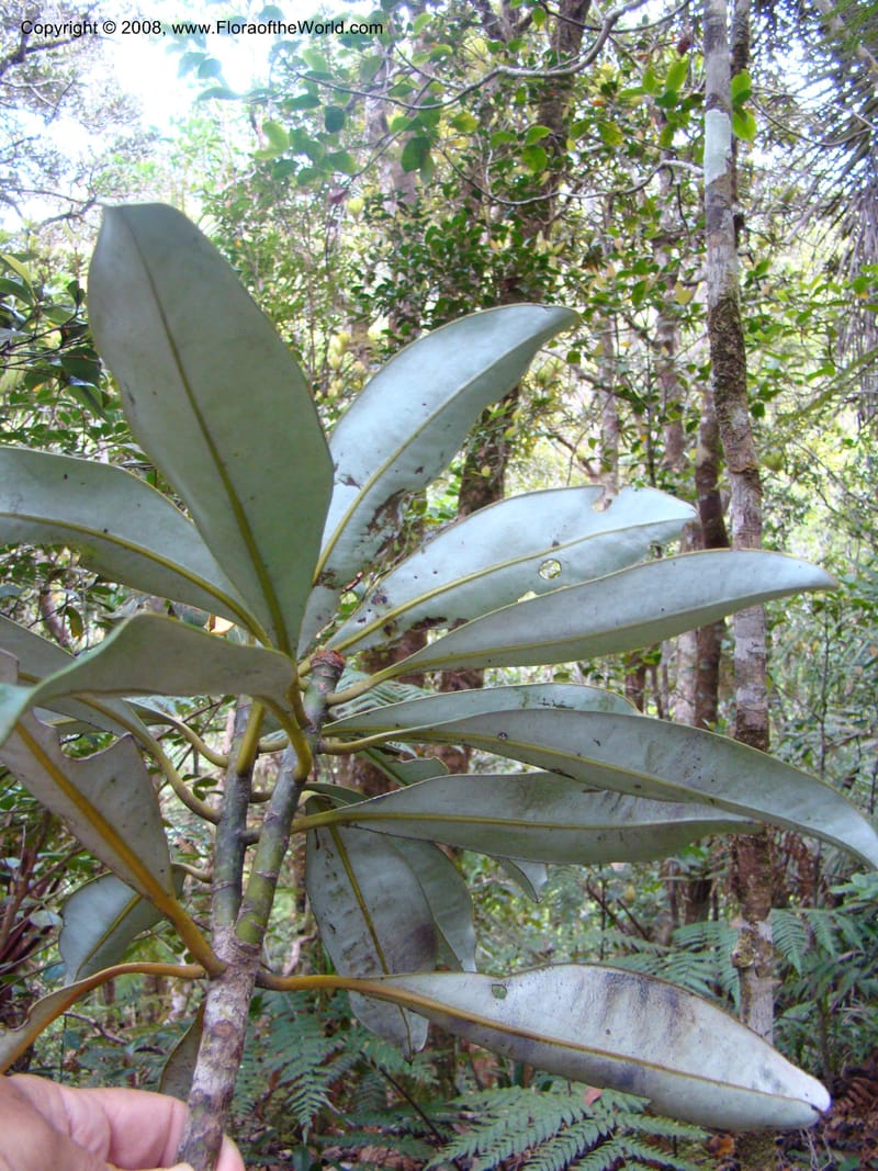Zygogynum, JMunzinger4845--New Caledonia. Plateau de Dogny. 19 Nov 07. 184.jpg