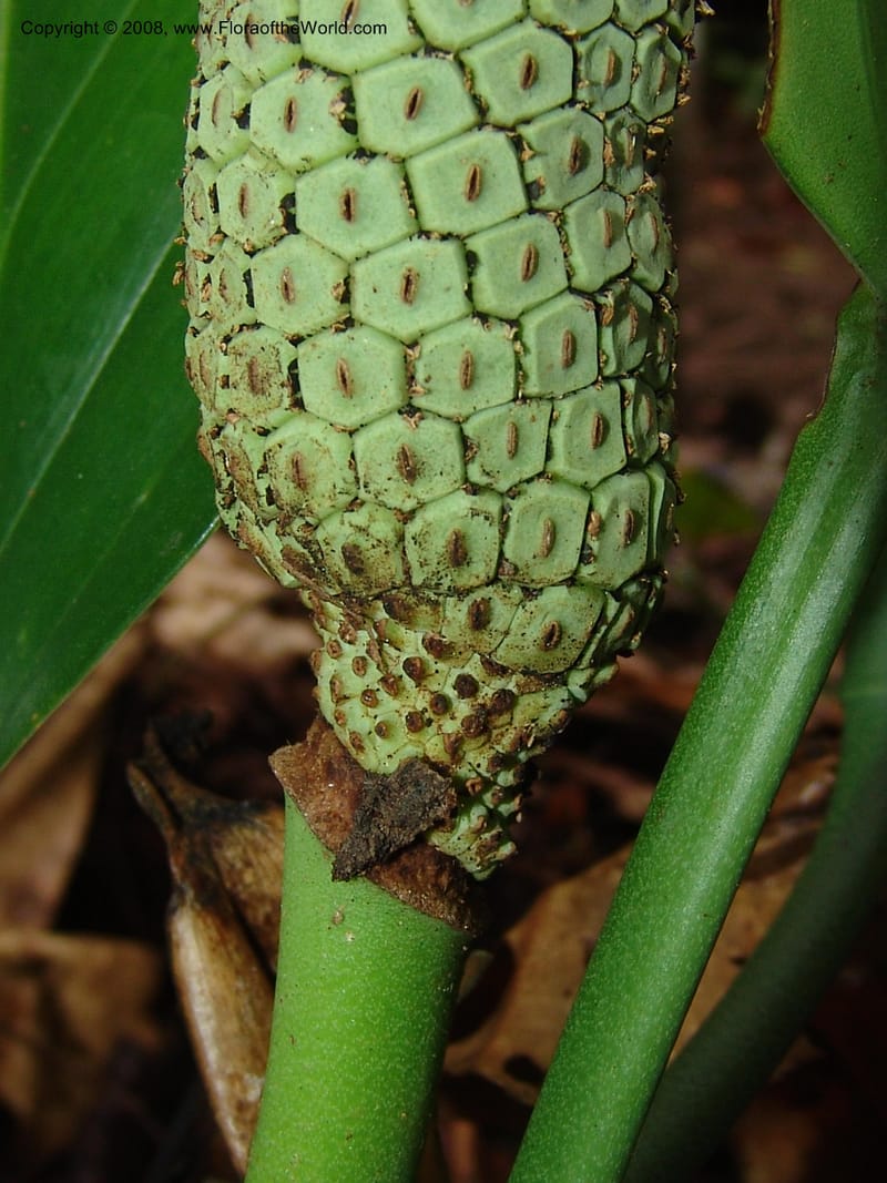 Monstera, Farfan666--Peru. Edo. Madre de Dios. ACEER Res. Ctr. Mango Trail.18 Oct 05. 023.jpg
