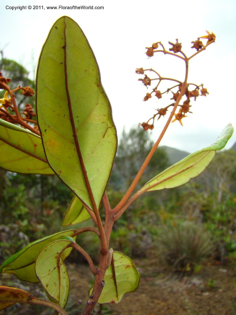 Argophyllum, M. Callmander 844--New Caledonia. Mont Dzumac, near helipad. 23 Jan 2010. 323 (20).jpg