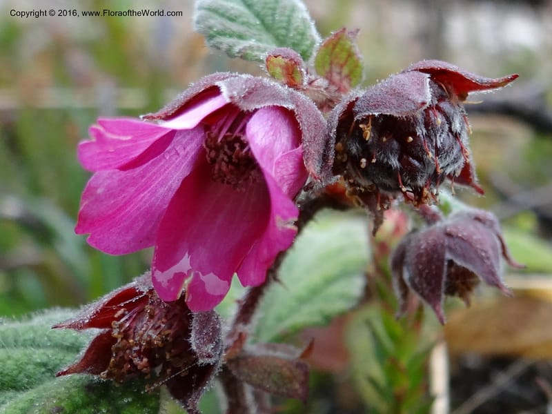 Rubus, Ulloa, C 2384--Ecuador. Azuay. Matanga. 2 Oct 2012. DSC06351 (319).JPG