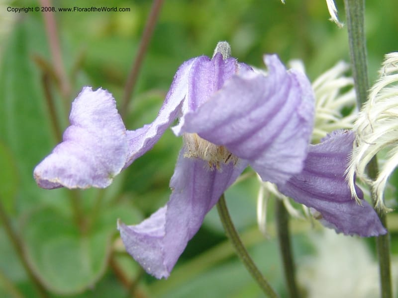 Clematis integrifolia--MD. Brookside Gardens, Wheaton. 30 Jun 07. 061.jpg