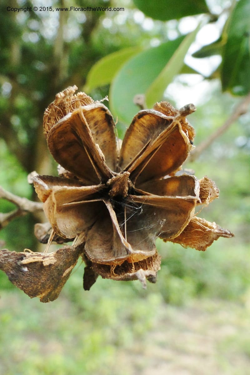 Lagerstroemia, Regalado 1970--Viet Nam. Forest Block 19. 15 May 2011. 248 (7).jpg